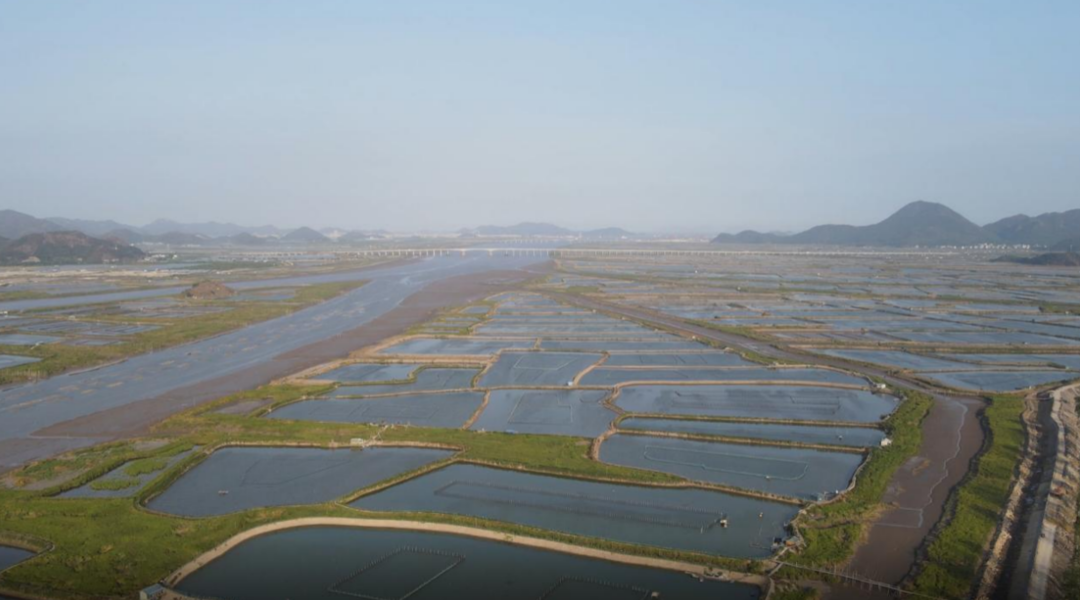 浙江台州三门县位于中国黄金海岸线中段，是我国优质青蟹的最佳产区。摄影/金樑