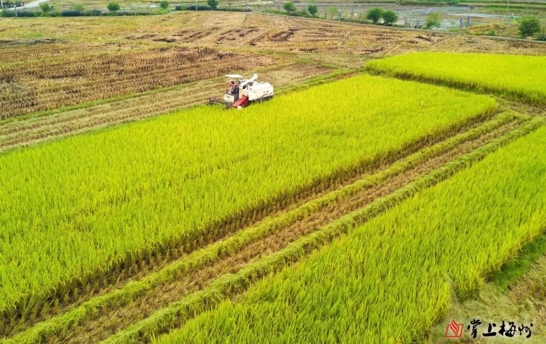 【聚焦】梅州市坚持实施“藏粮于地、藏粮于技”战略，粮食生产实现连年丰产增收_手机新浪网