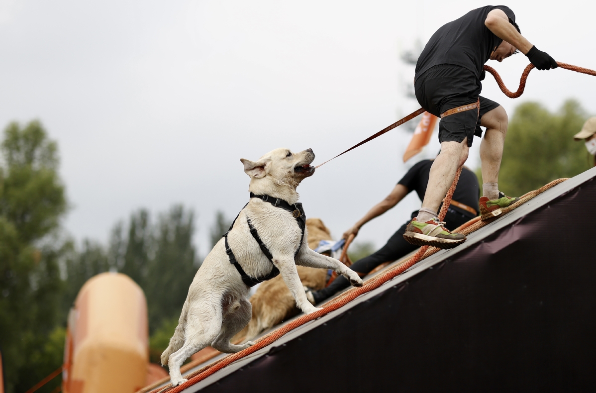 9月3日，主人带领爱犬通过高坡。中国日报记者 魏晓昊 摄