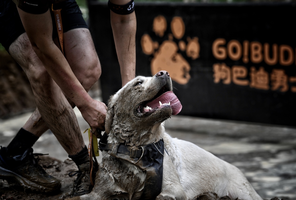 9月3日，主人带着爱犬在比赛中通过障碍。中国日报记者 魏晓昊 摄