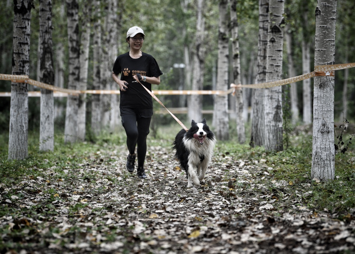 9月3日，主人带领爱犬一起参加比赛。中国日报记者 魏晓昊 摄