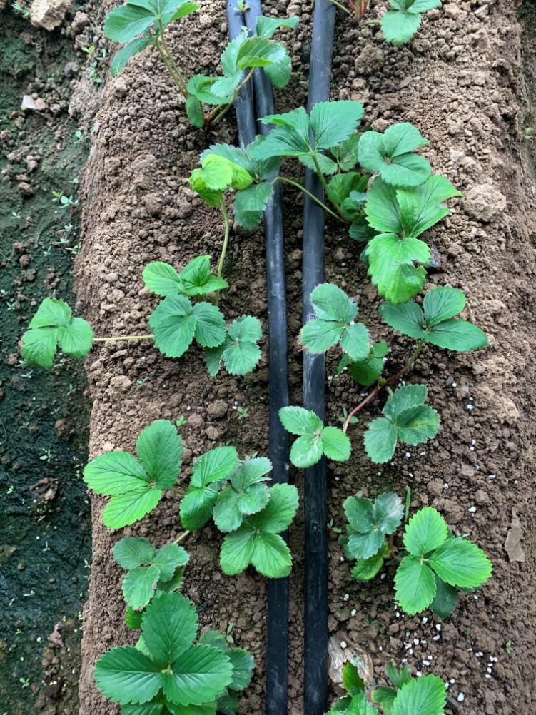 土壤栽培草莓定植后缓苗图