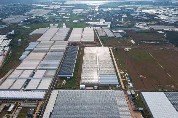 　　范松涛的鲜花基地。有媒体报道，斗南有近3万户鲜花商家。图源：受访者