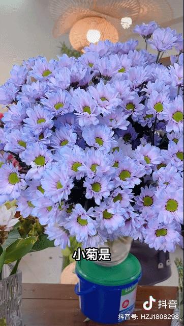 　　范松涛正介绍一款非常适合夏季的极光小菊 图源：抖音