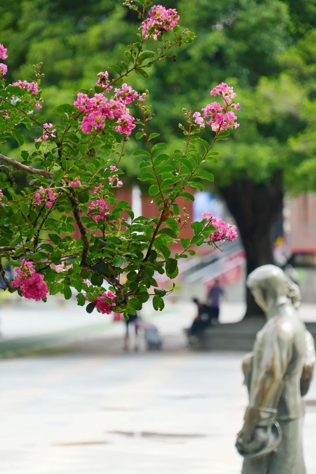 佛山细叶紫薇"写真"上线!_新浪财经_新浪网