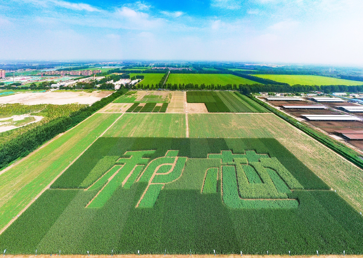 用玉米和向日葵拼种而成的巨型图案——"种芯"目前渐入最佳观赏期.