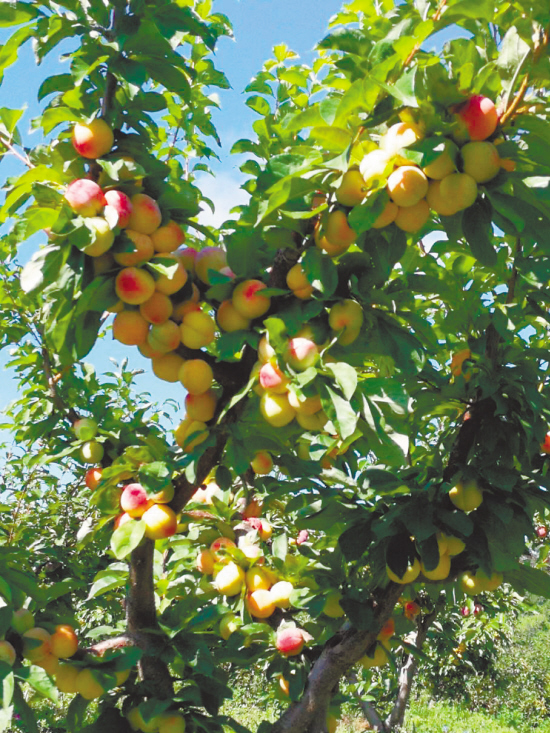 本报记者 郝欣摄