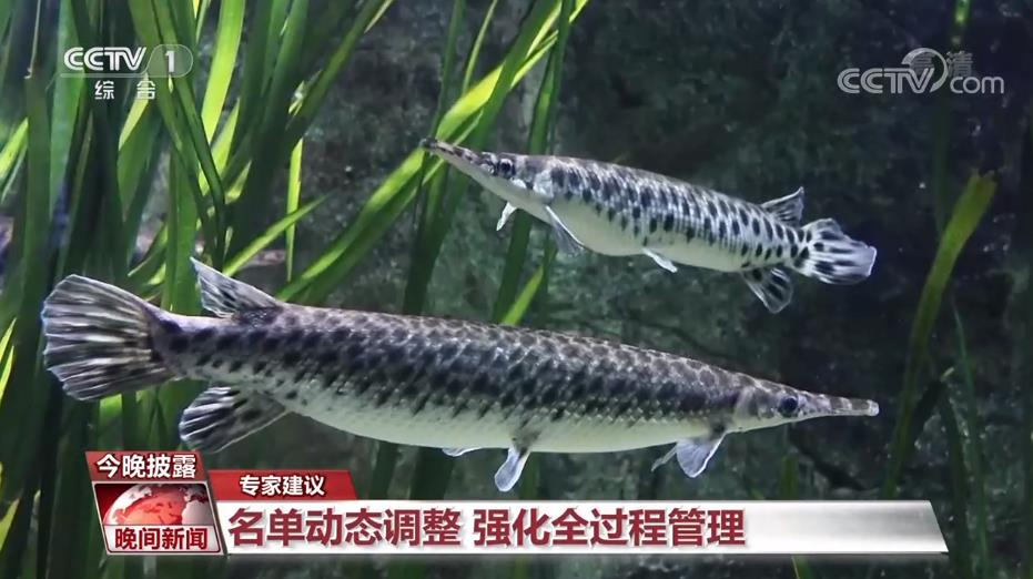 水族箱里饲养的鳄雀鳝 图片来源：央视新闻截屏