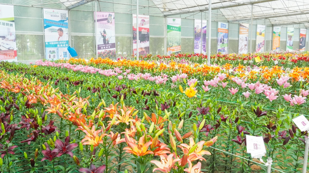 凌源花卉的做法(凌源花卉市场营业时间)