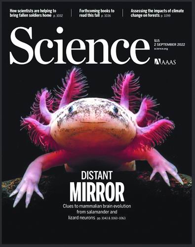 “蝾螈”全球首个脑再生时空图谱发布