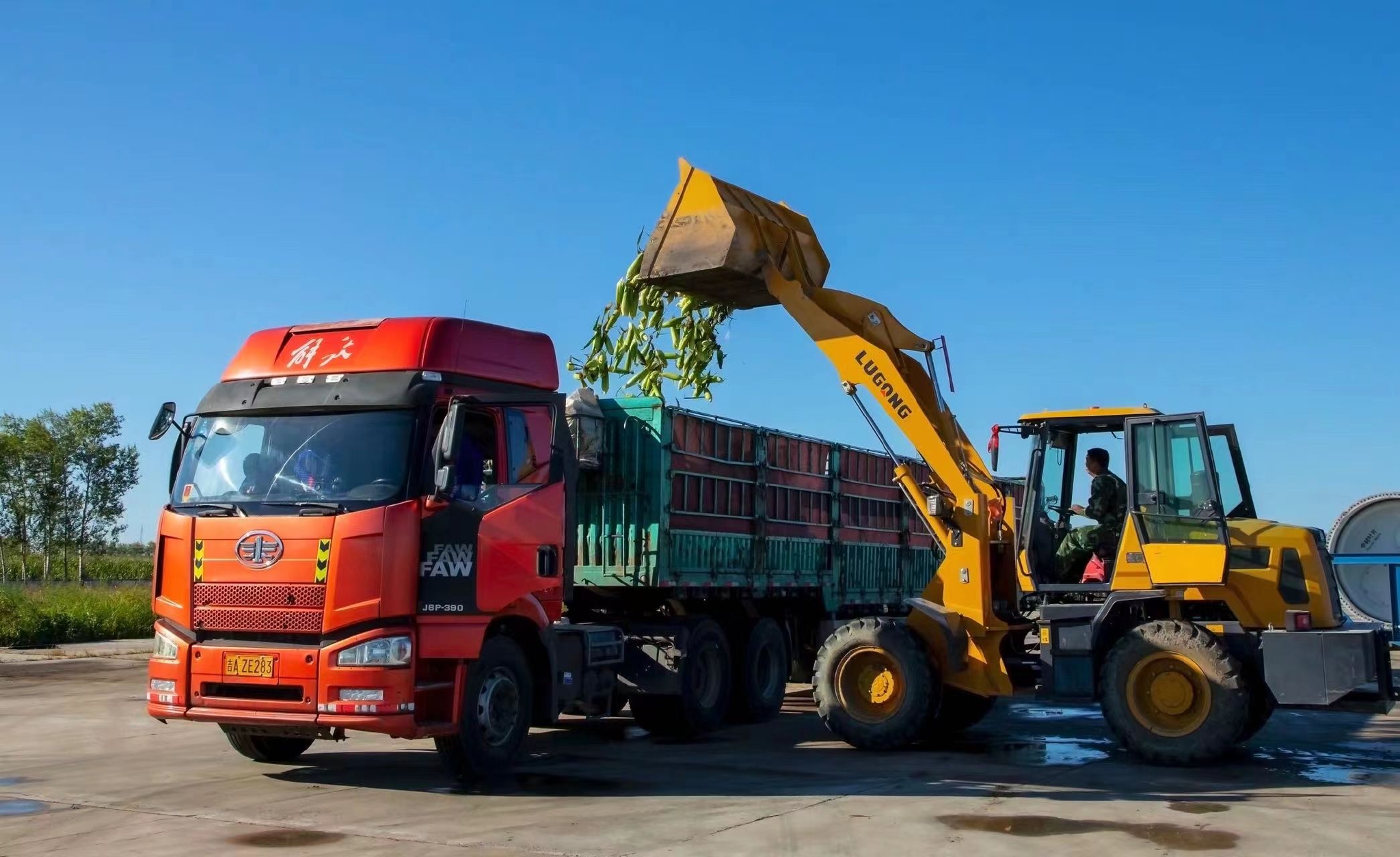 首批庭院鲜食玉米顺利装车
