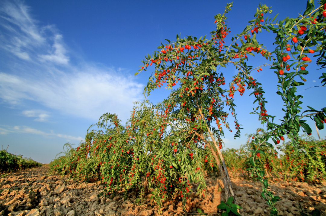 图为中宁枸杞