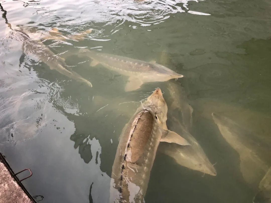 12日拍摄的杭州千岛湖鲟龙科技股份有限公司衢州养殖基地里养殖的鲟鱼