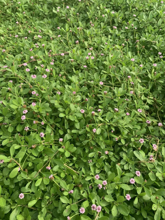 “一久五免”的“懒汉草”，入侵植物？旱不死？被称“贱骨头”？|河南省_新浪财经_新浪网