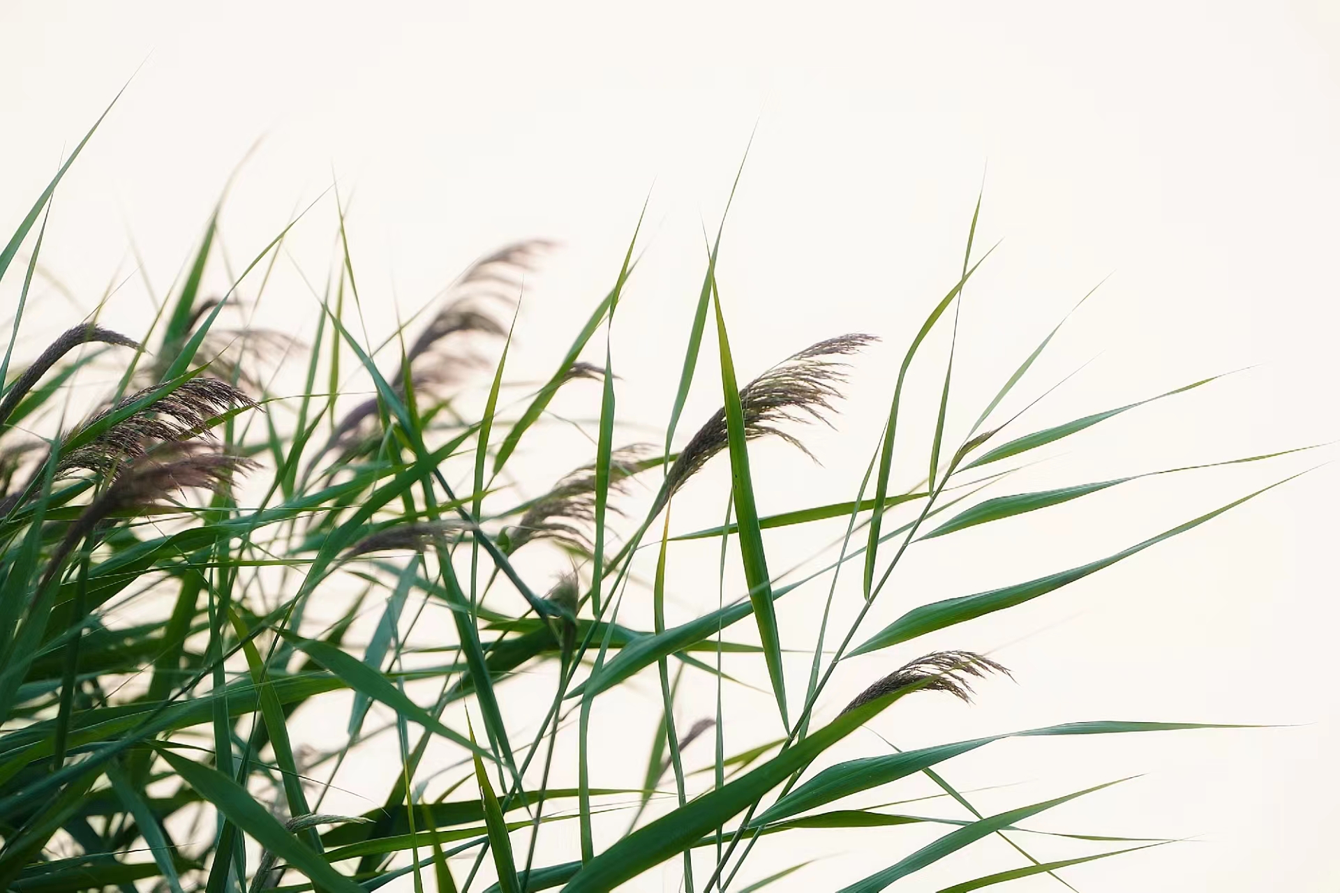 白露芦苇荡,白鹭河边舞|白鹭_新浪财经_新浪网