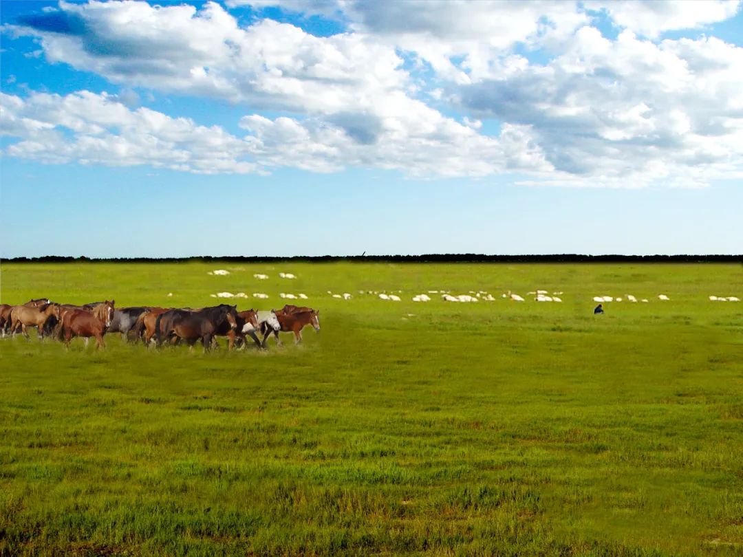 红色草原|吉林郭尔罗斯草原:传承红色基因 助推草原保护修复