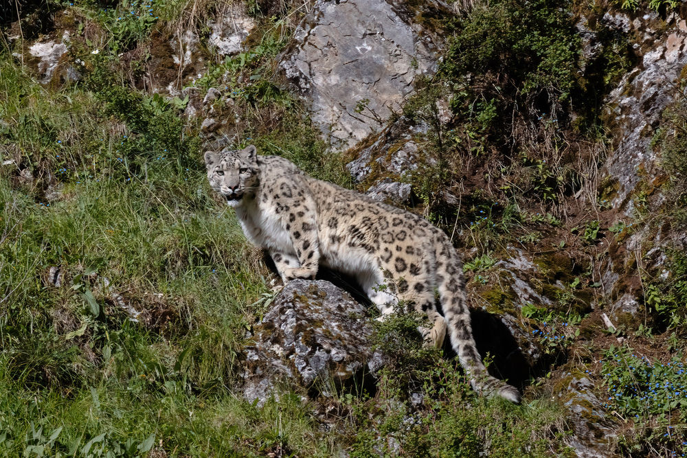 这是在青海玉树藏族自治州杂多县昂赛大峡谷内拍摄的雪豹(2022年略 
