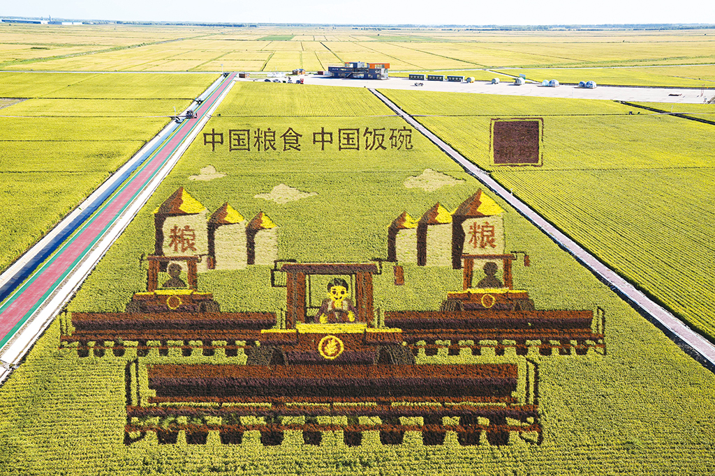 黑龙江省富锦市水稻科技示范园巨型稻田画勾勒出金秋壮美景象|黑龙江