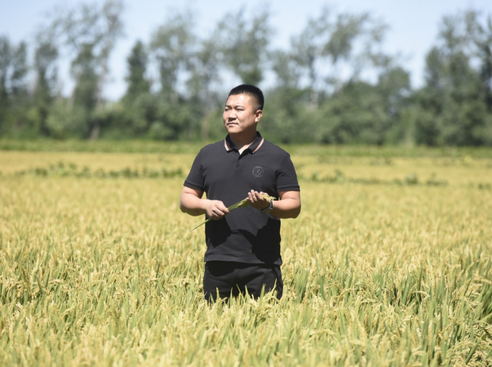 风吹稻浪，又到一年收获季，90后“农二代”尤洋也要忙起来了。 沈晓凯 摄