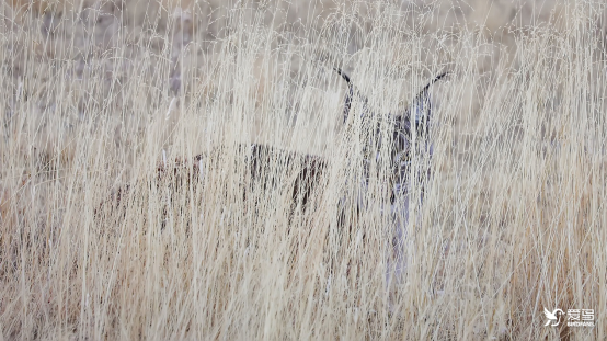 　　潜伏在层层杂草后伏击猎物的猞猁，考验着相机的对焦能力