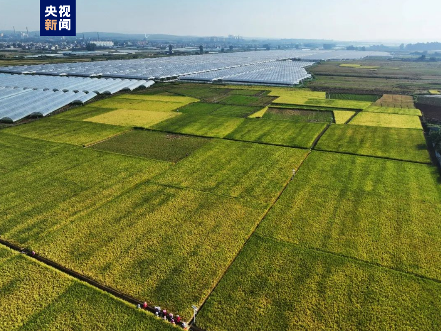 云南红河:蒙自,个旧袁隆平超级杂交水稻示范基地迎来测产|袁隆平_新浪