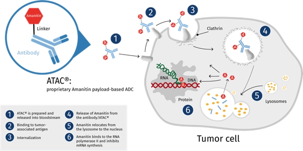 　　图片来源：Heidelberg Pharma官方网站