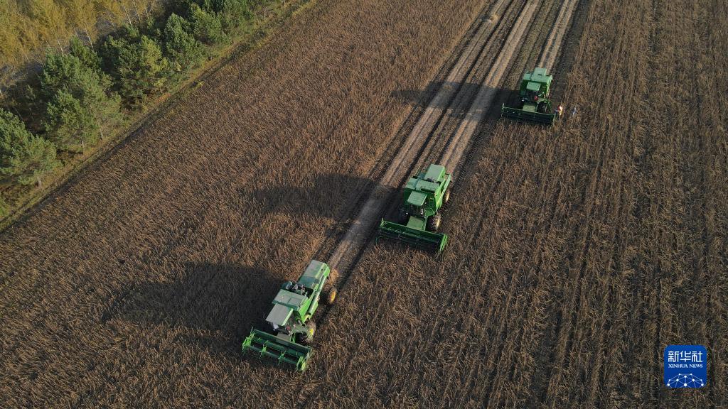 他们今年种了7000多亩大豆,全程都是机械化,"只要偶尔下地看看就行