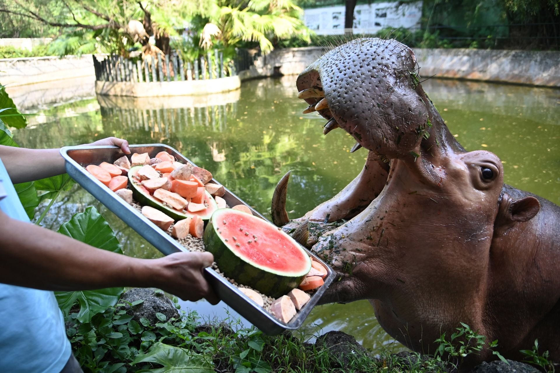 由西瓜,红萝卜,地瓜,苜蓿草颗粒等食物制作而成,重20多斤,河马张开