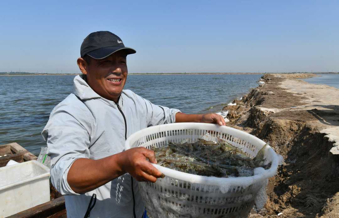在河北省海兴县小山乡一咸水养殖池内,捕虾人将收获的对虾运上岸.
