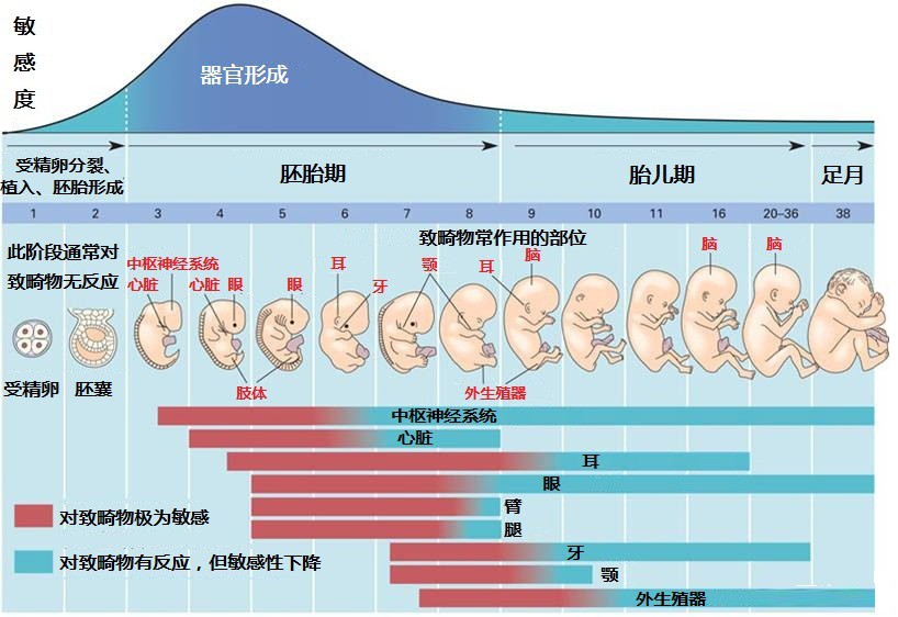 　　胚胎发育各阶段致畸敏感图