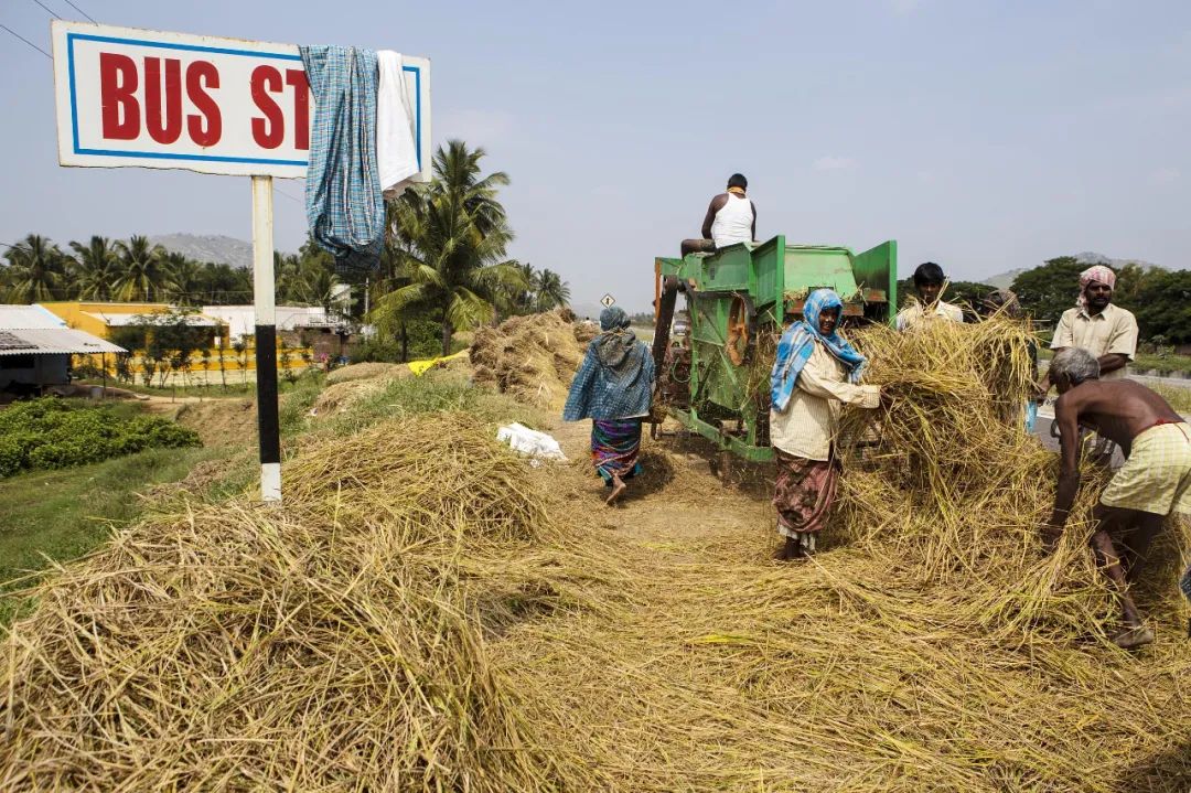 资料图片:印度泰米尔纳德邦,当地迎来稻米收获季.(视觉中国)