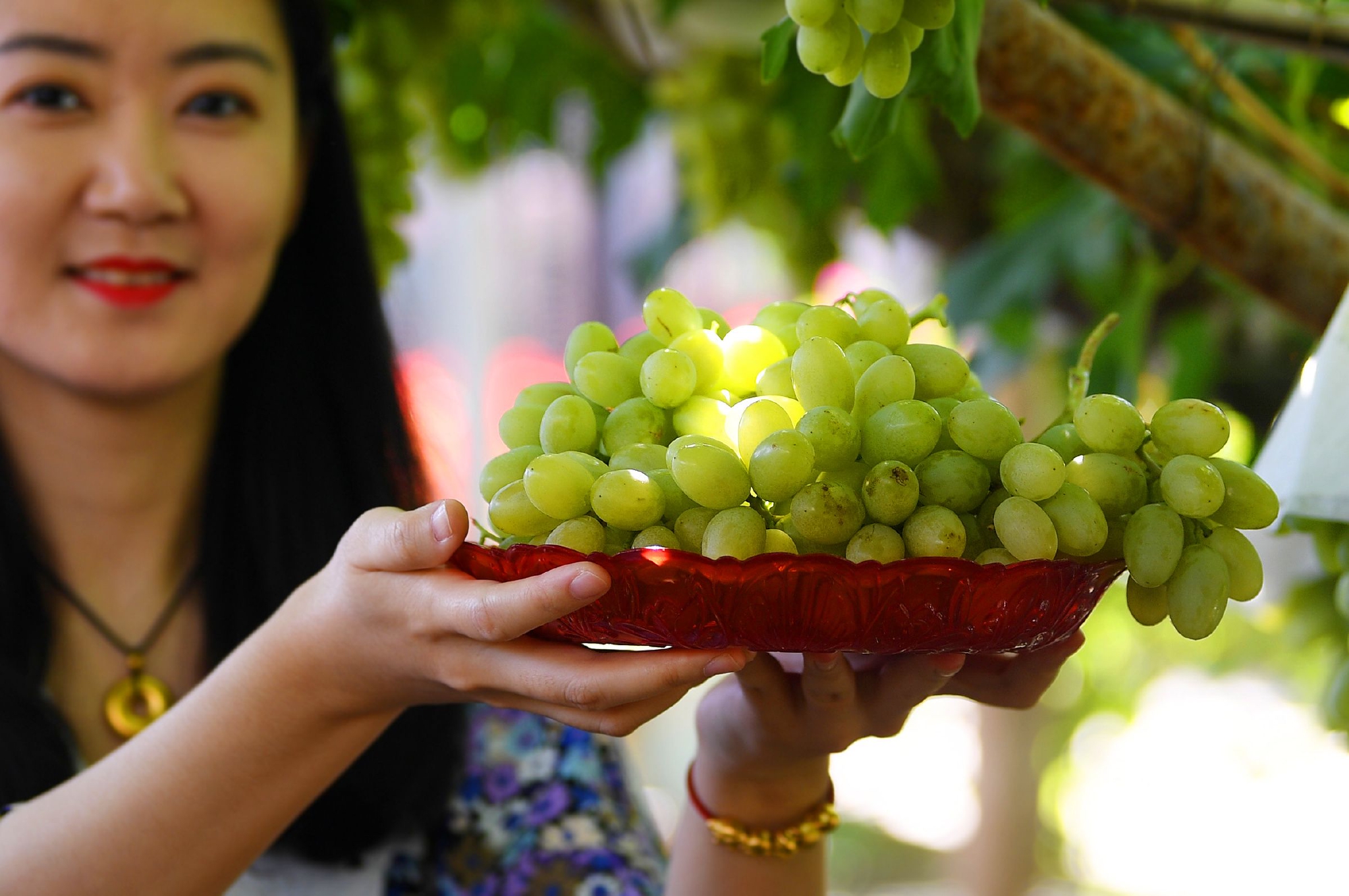 9月11日,游客在张家口市宣化区"宣化城市传统葡萄园"展示采摘的牛奶