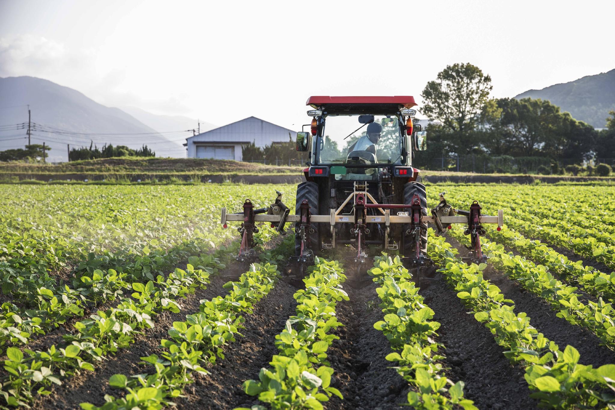 资料图:日本一处大豆田 图自ic photo