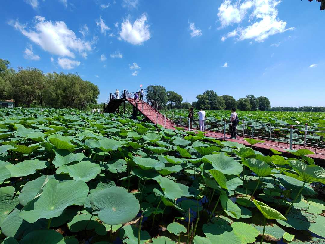 中秋节,沈阳新民仙子湖的荷花胜景引来城市游客近郊赏花.孙潜彤 摄