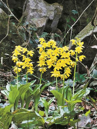 大黄花虾脊兰 资料图