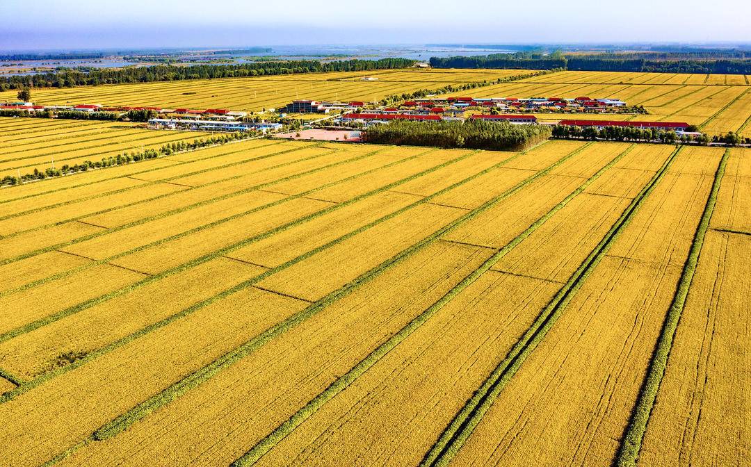 盘锦:稻浪滚滚蟹满膏|盘锦市_新浪财经_新浪网