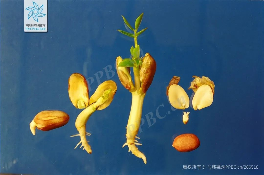 花生种子发芽过程(图片来源:中国植物图像库)
