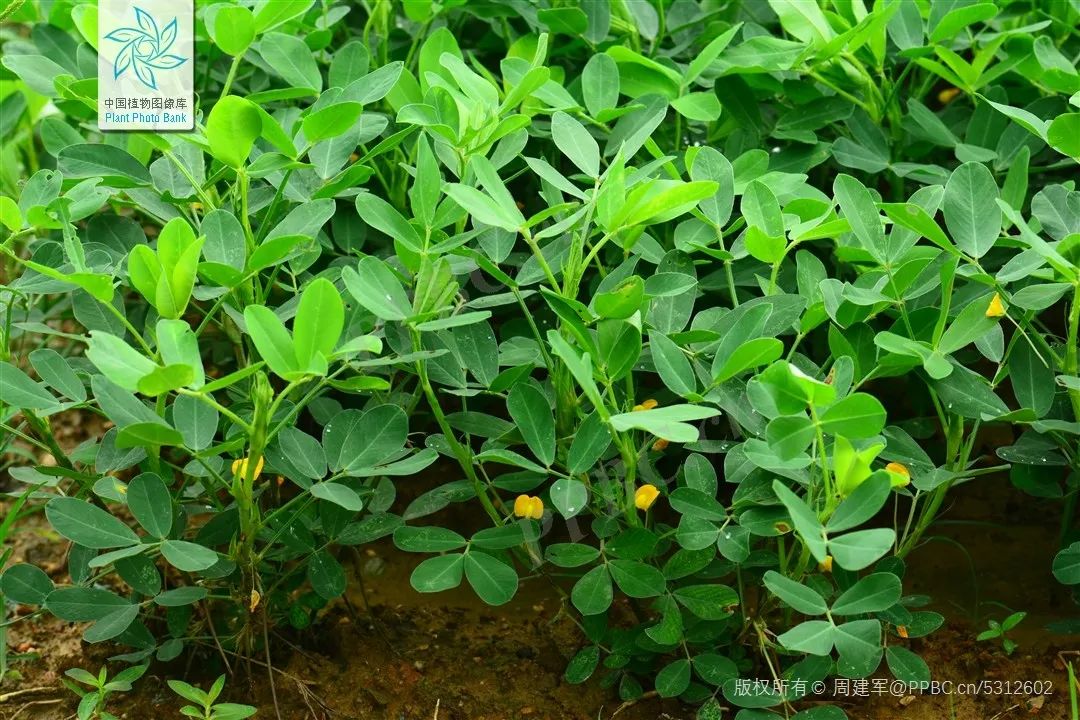 花生地(图片来源:中国植物图像库)