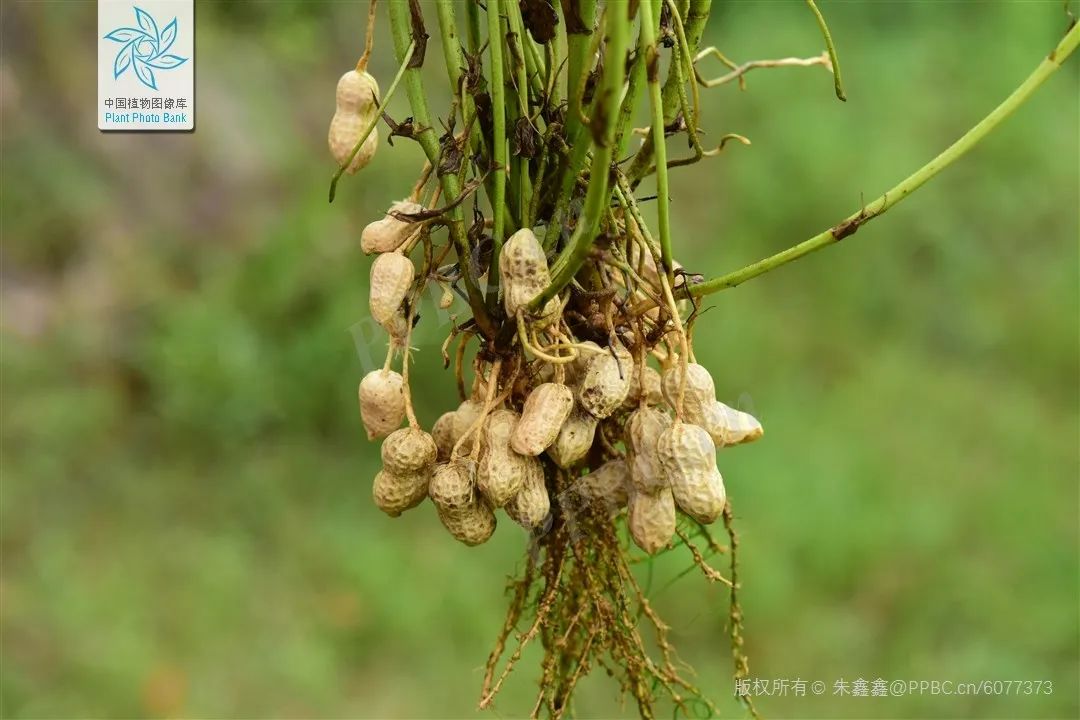 们通过实践观察和实验探讨一般认为,黑暗环境是落花生结果的必要条件