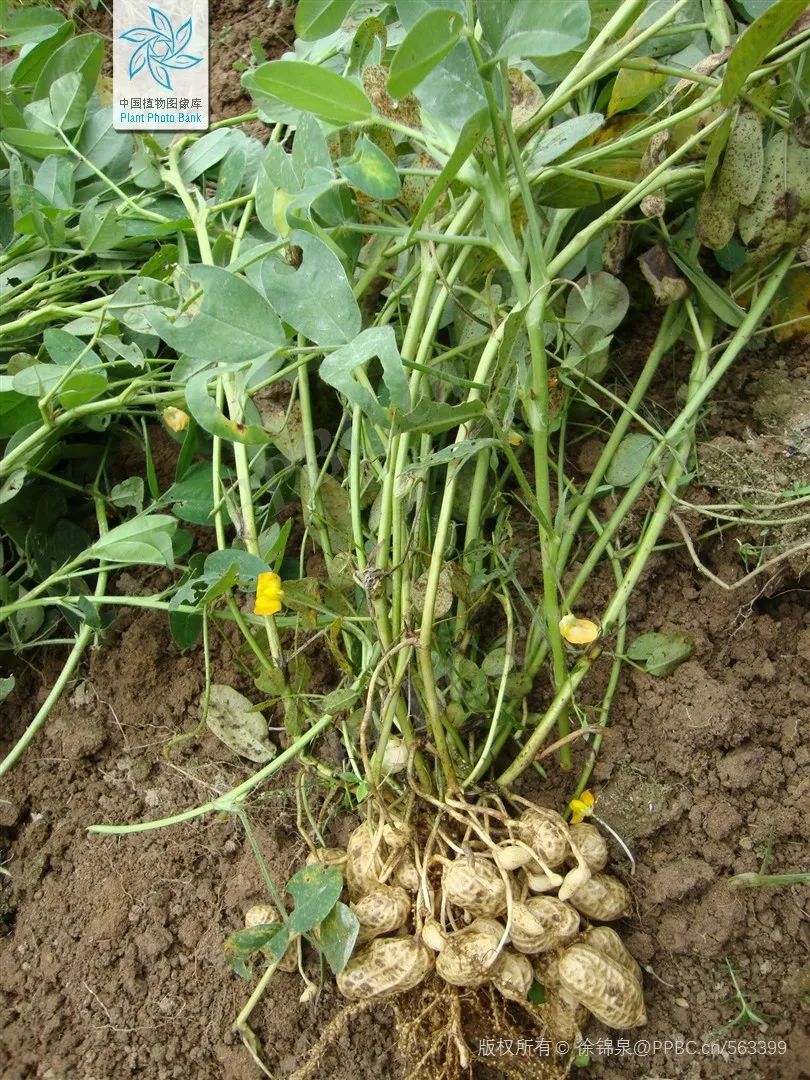 不过科学家们通过实践观察和实验探讨一般认为,黑暗环境是落花生结果