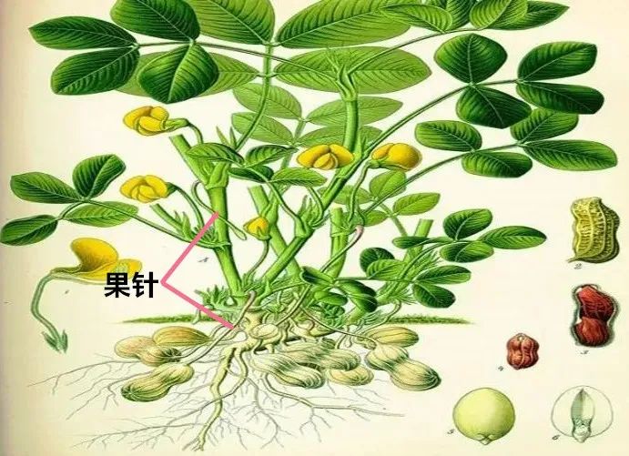 花生的果针(图片来自网络)
