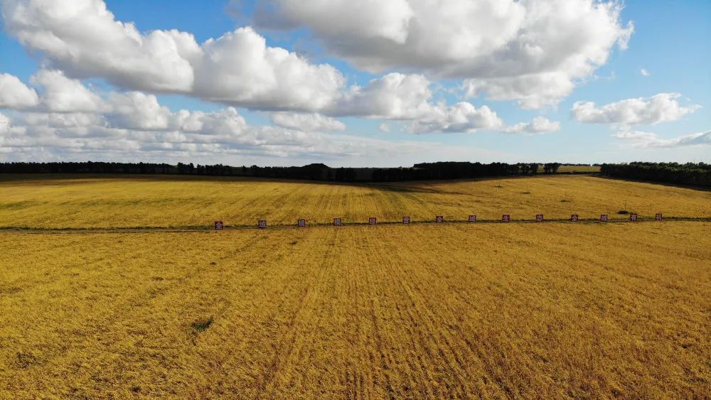 黑龙江省齐齐哈尔市一处大豆田(新华社记者王鹤 摄)