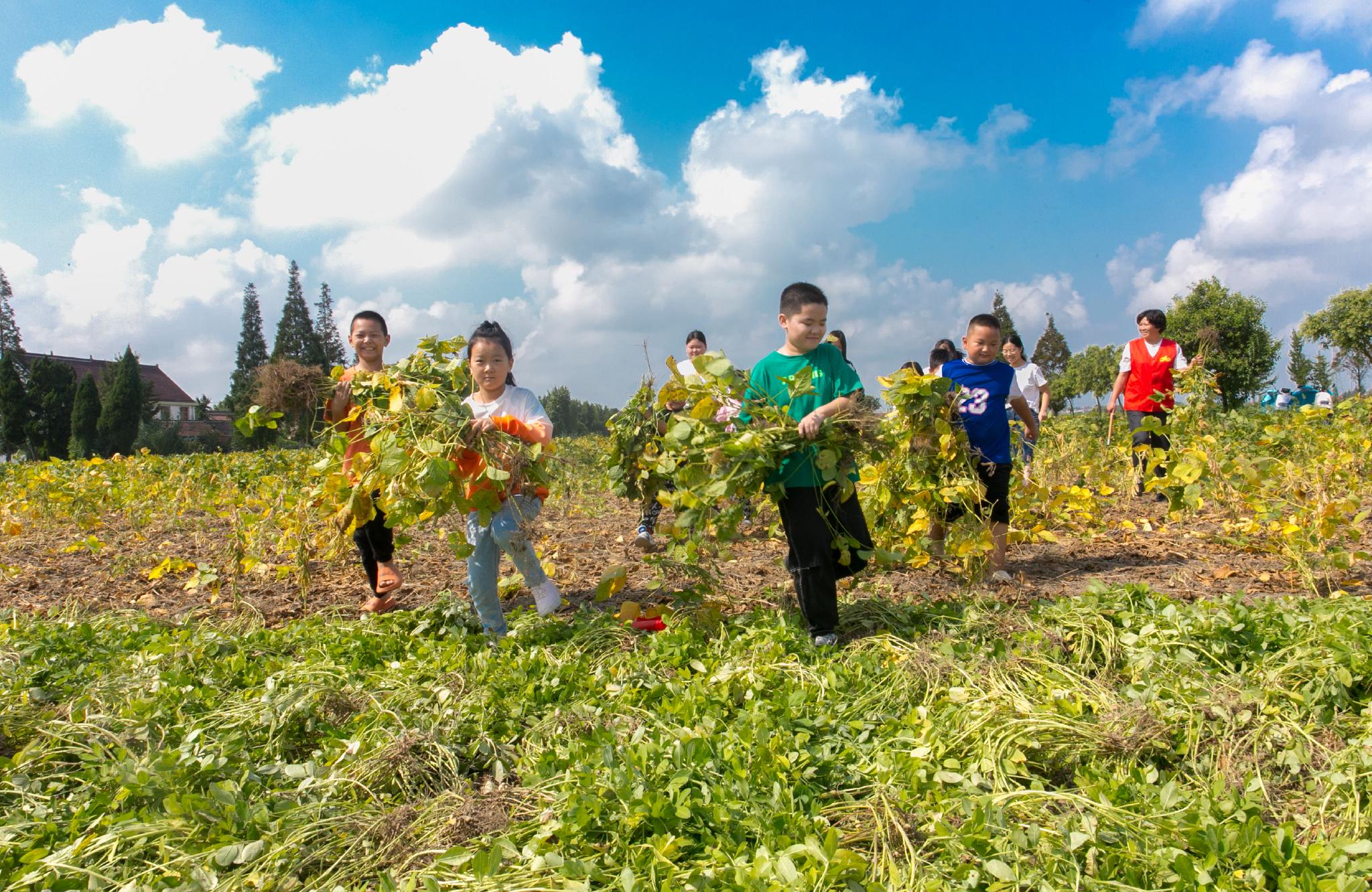 小朋友在体验采摘黄豆,体验劳动乐趣.通讯员 徐慧 摄