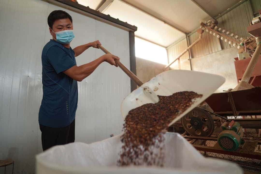 河北省邢台市内丘县村民在加工酸枣仁.刘继东摄