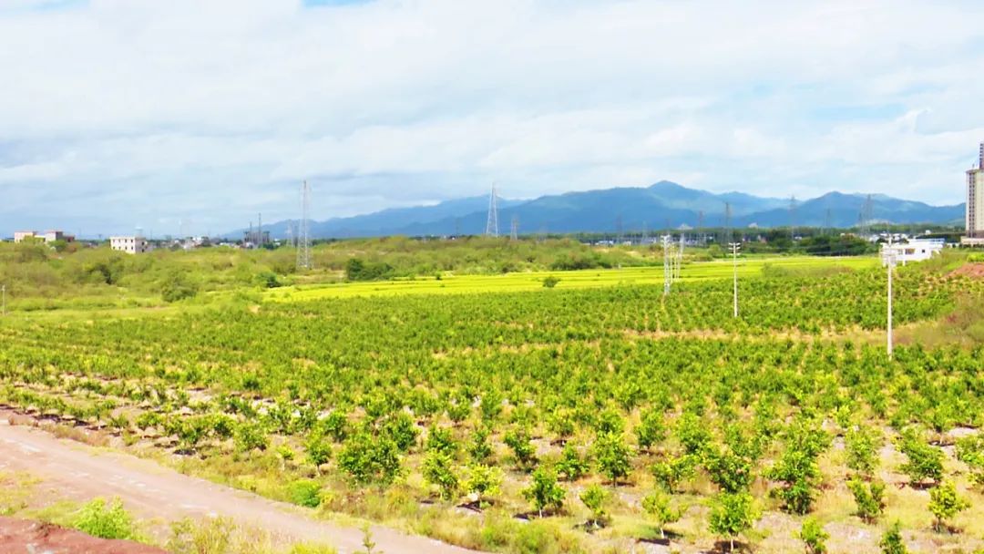 南雄万亩红砂丘陵蝶变现代飘香果园