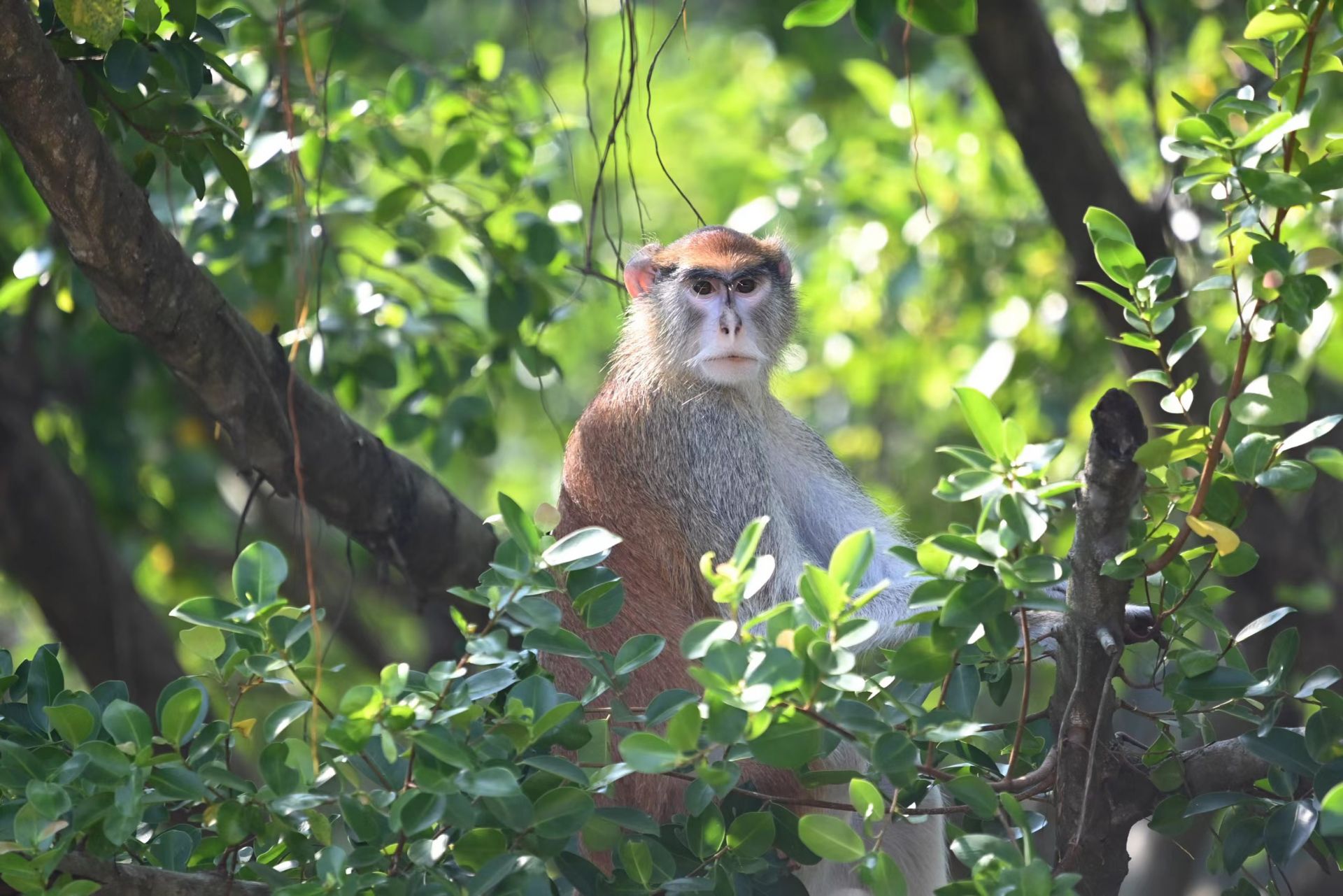 深圳野生动物园赤猴家族"乔迁新居"|深圳市_新浪财经_新浪网