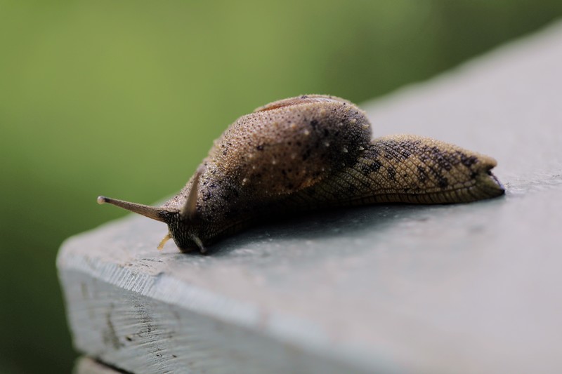 半蛞蝓. 李晶川 摄