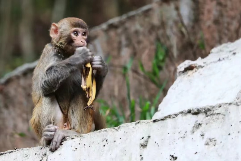 塘朗山上的猕猴. 罗明 摄