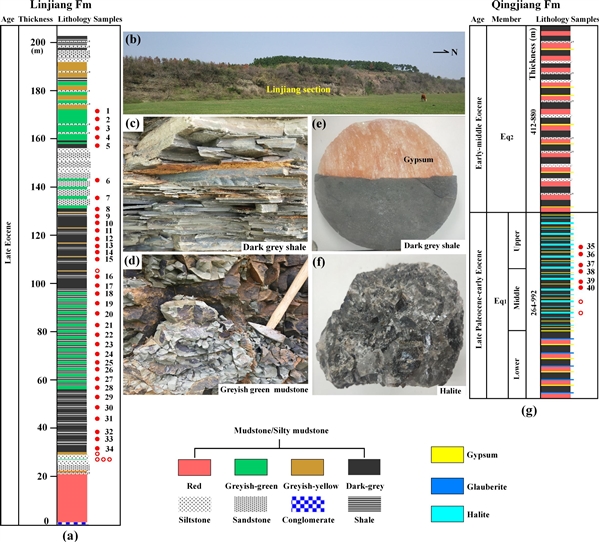 图2 清江盆地临江组（a-d）和清江组（e-g）岩性柱和岩性照片