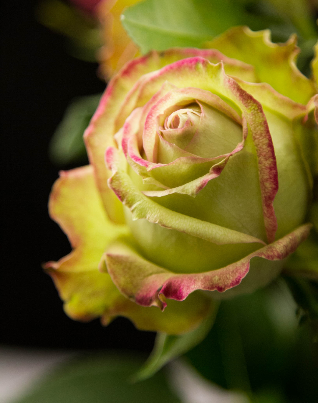 花卉所培育的月季新品种翡翠